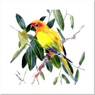 Sun conure Posters and Art